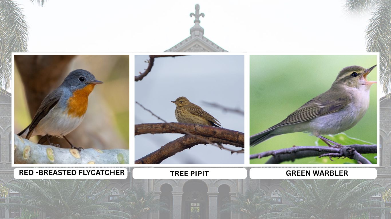 Birdsong at Ferguson College: A Sanctuary for Avian Diversity