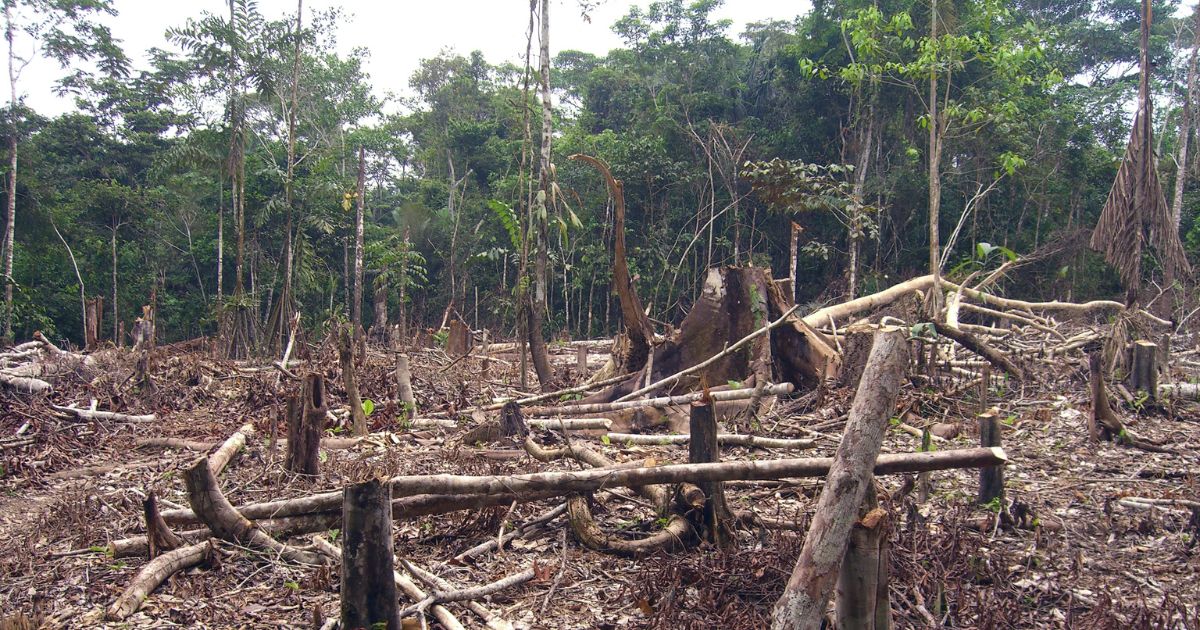Pune’s Green Crisis: Rampant Tree Cutting by PCMC Sparks Ecological Concerns