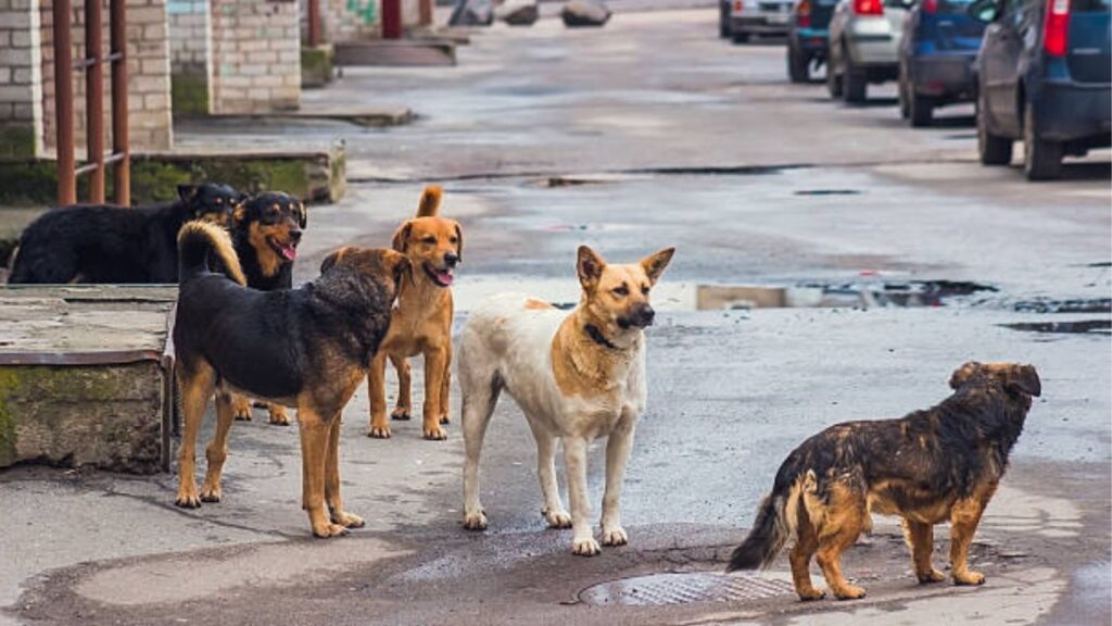 Rs 5 Lakh to Kill Strays? Shocking Dog Poisoning & Brutal Beating Spark Outrage in Pimpri-Chinchwad