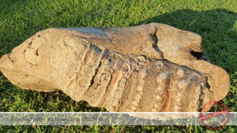 Rare Stegodon Elephant Fossils Unearthed in Chandrapur: A Major Paleontological Discovery in Maharashtra