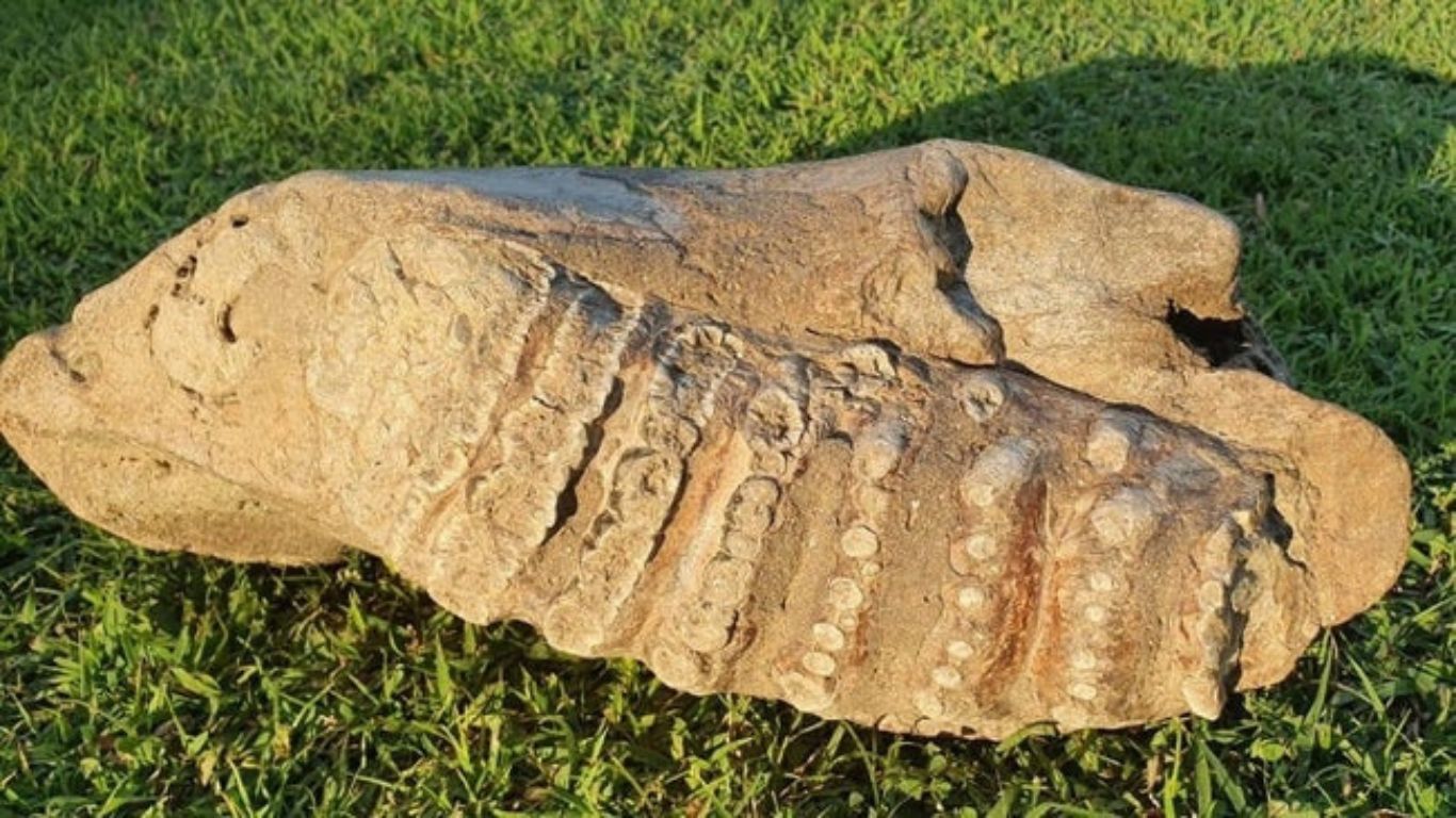 Rare Stegodon Elephant Fossils Unearthed in Chandrapur: A Major Paleontological Discovery in Maharashtra