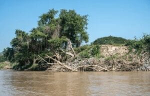 Unauthorized Felling of 33 Trees During Mula River Project Sparks Outrage