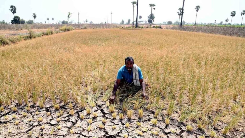 Disrupted Power Supply Leaves Farmers Struggling, Crops Wither Despite Availability of Water