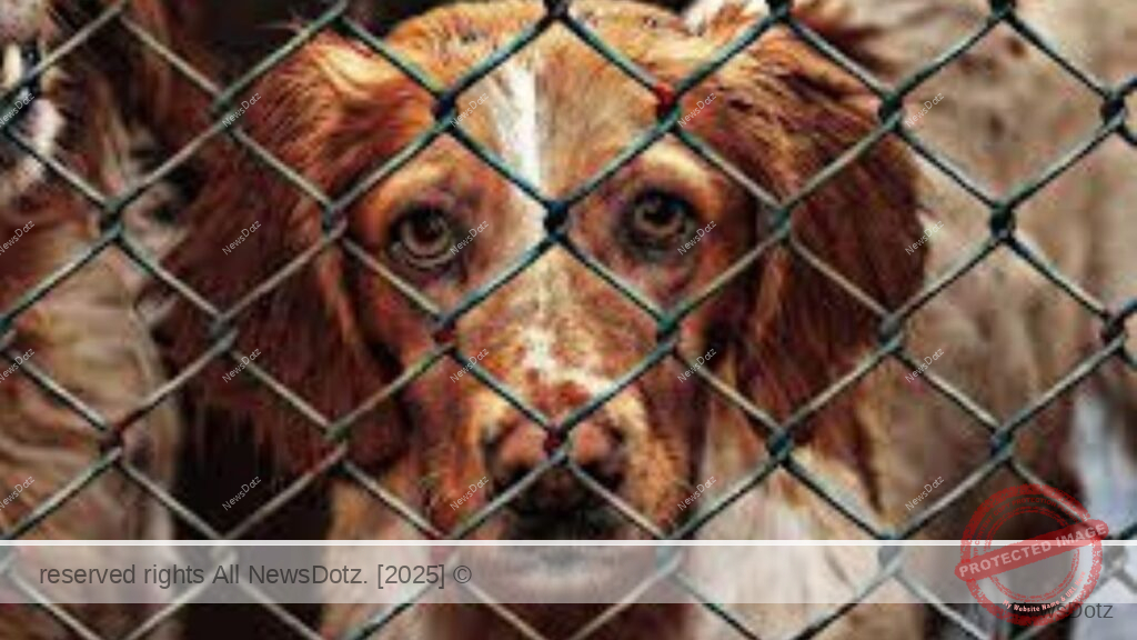 Pimpri-Chinchwad's Silent Suffering: Spike in Animal Cruelty Cases Alarms Activists 1 Pimpri-Chinchwad's Silent Suffering: Spike in Animal Cruelty Cases Alarms Activists
