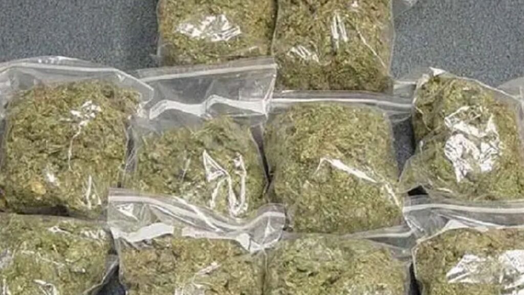 Lohgaon Drug Bust: 12kg Ganja Seized from Local Dealer 2 Untitled design 45 1