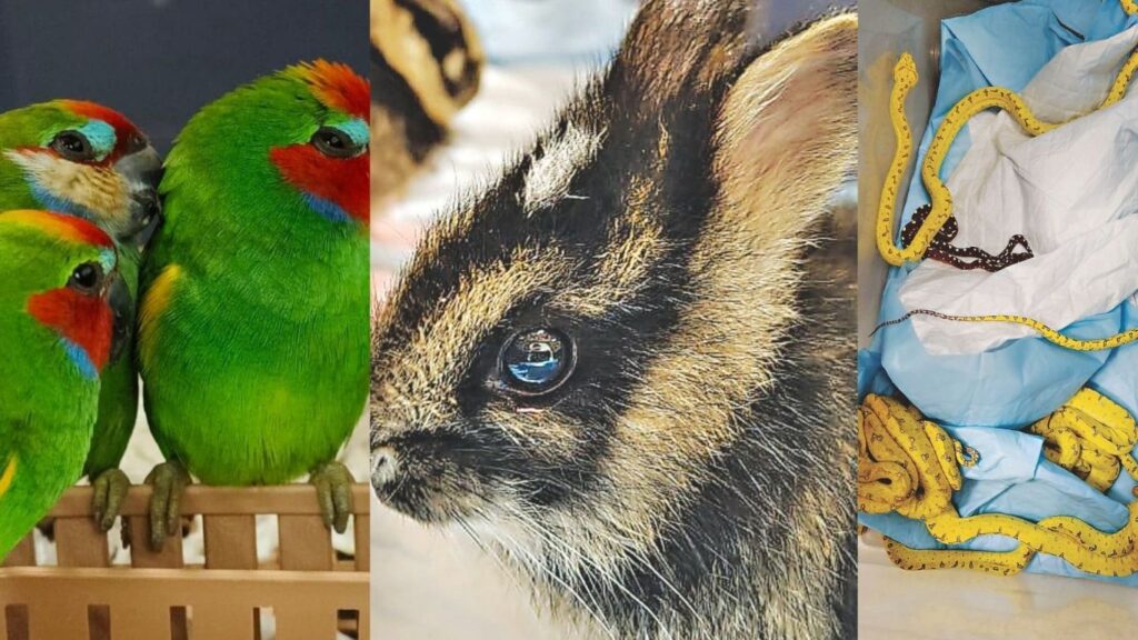 Dramatic Wildlife Rescue at Pune Airport: Rare Pythons, Parrots, and Rabbits Saved 2 mrudula 1 4