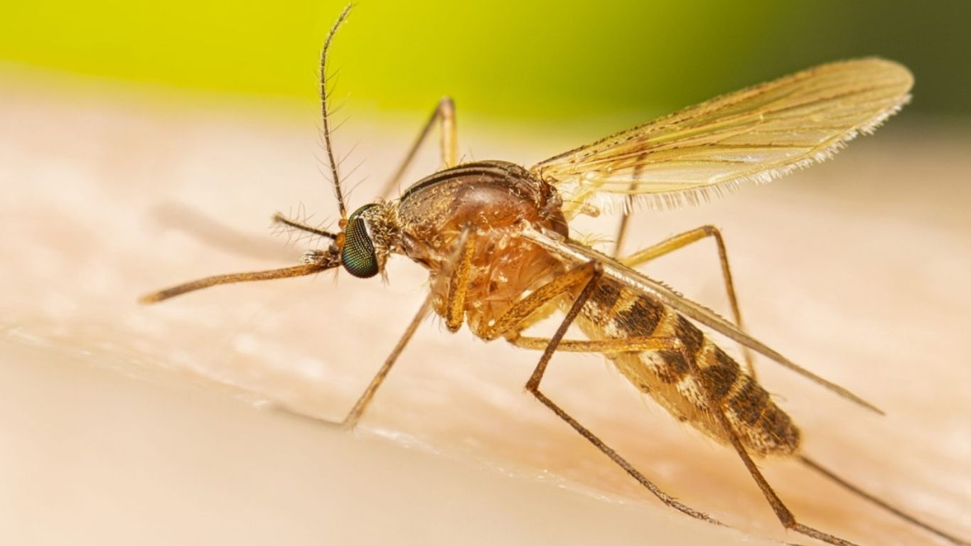 mrudula 1 5