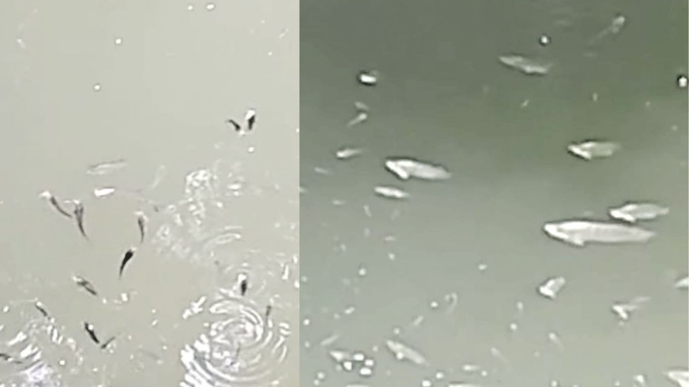 mrudula 11 2