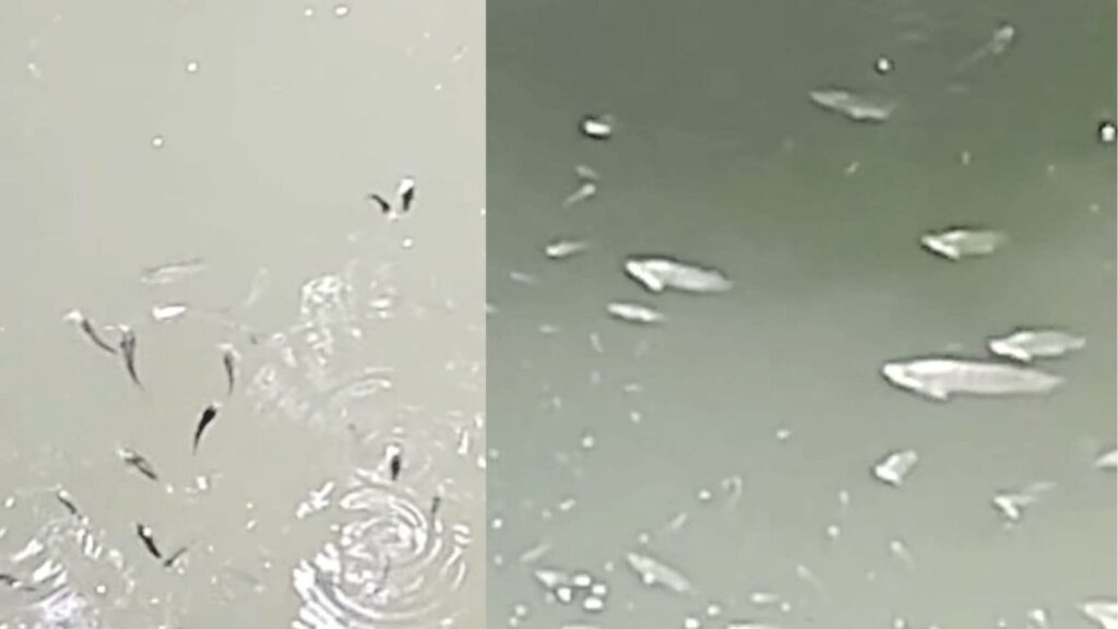 Rivers in Peril: Pollution Threatens Pavana and Indrayani’s Lifeline 2 mrudula 11 3