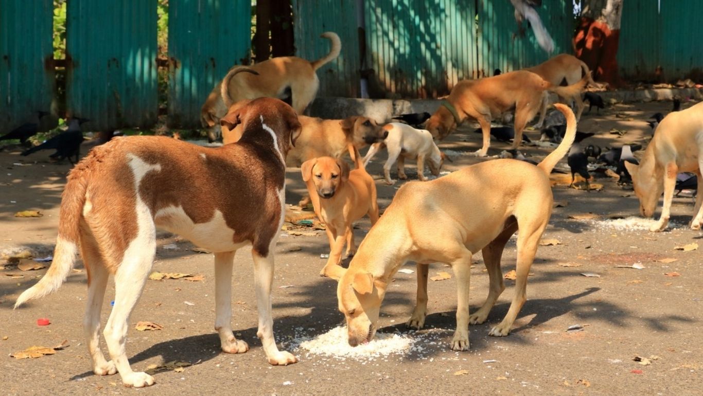Pune Airport’s Stray Dog Solution: Designated Feeding Zones Boost Safety