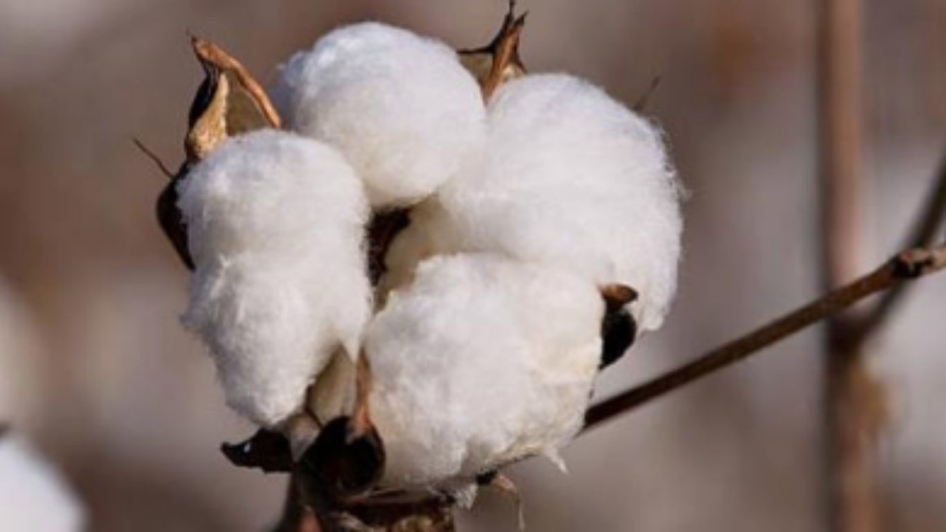 Akola’s Cotton Industry Earns National Recognition in ODOP 2024; Maharashtra Bags Gold in ‘A’ Category