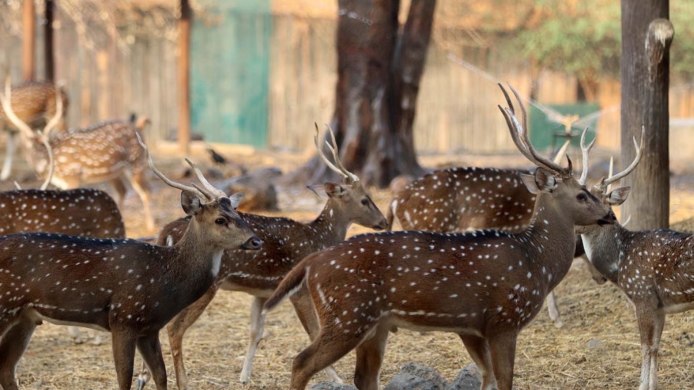 16 deer deaths at Katraj Zoo: Show cause notices issued to top officials over Saliva-khurkut outbreak