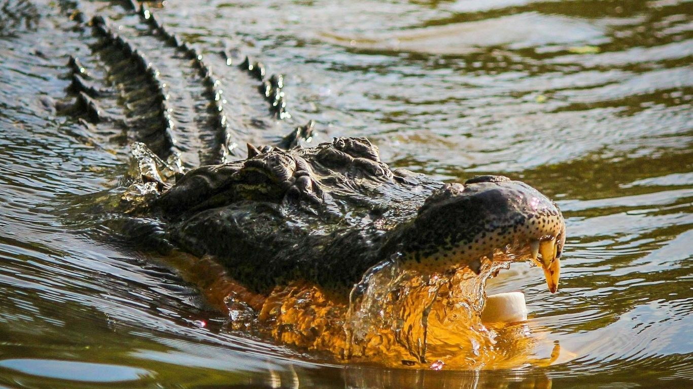 crocodile