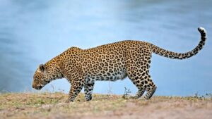 mrudula - 2025-10-13T110212.644