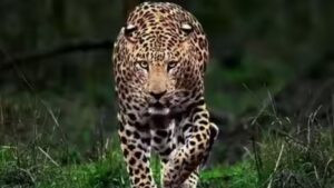 leopard