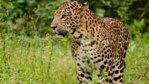 Leopard