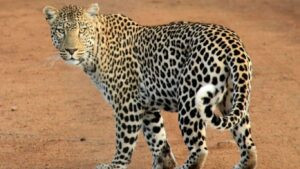 leopard