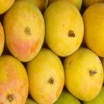 Hapus Mango Prices Soar to ₹600 per Kg in Kolhapur-Sangli Markets