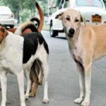 PMC Identifies 88 Designated Spots for Feeding Stray Dogs Across Pune