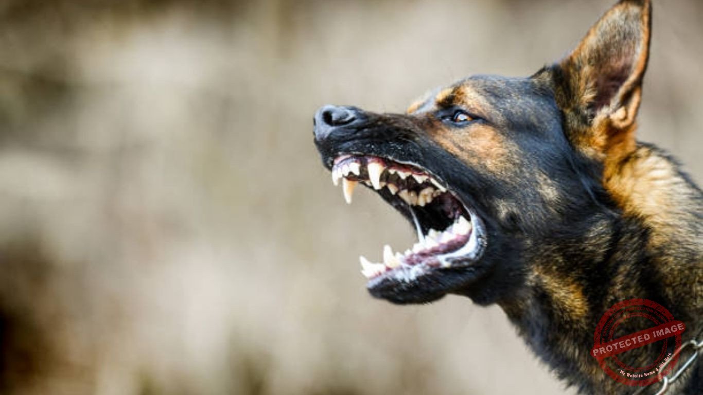 Pune Panic: Suspected Rabid Dog Attacks 33 Residents in Chakan, Raises ...