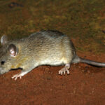 Rat Bite Incident in ICU at Mira Bhayandar Hospital Triggers Outrage Over Hygiene Lapses