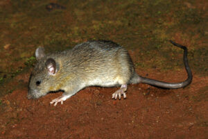 House_Rat_David_Raju