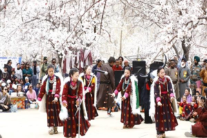 Apricot Blossom Festival to Paint Ladakh Valleys Pink