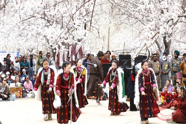 Apricot Blossom Festival to Paint Ladakh Valleys Pink