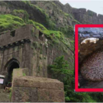 Swarm of Bees Injures Tourists at Sinhagad Fort; Entry Temporarily Halted