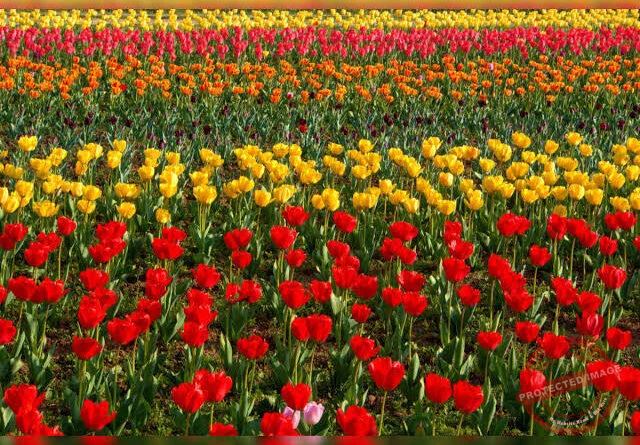 Srinagar Tulip Garden