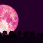 Pink Moon 2026