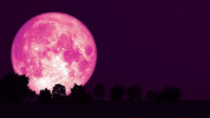 Pink Moon 2026