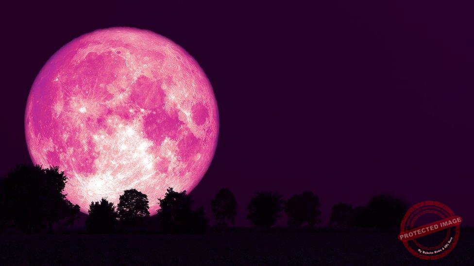 Pink Moon 2026