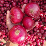 War Fallout Hits Onion Exports