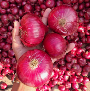 War Fallout Hits Onion Exports