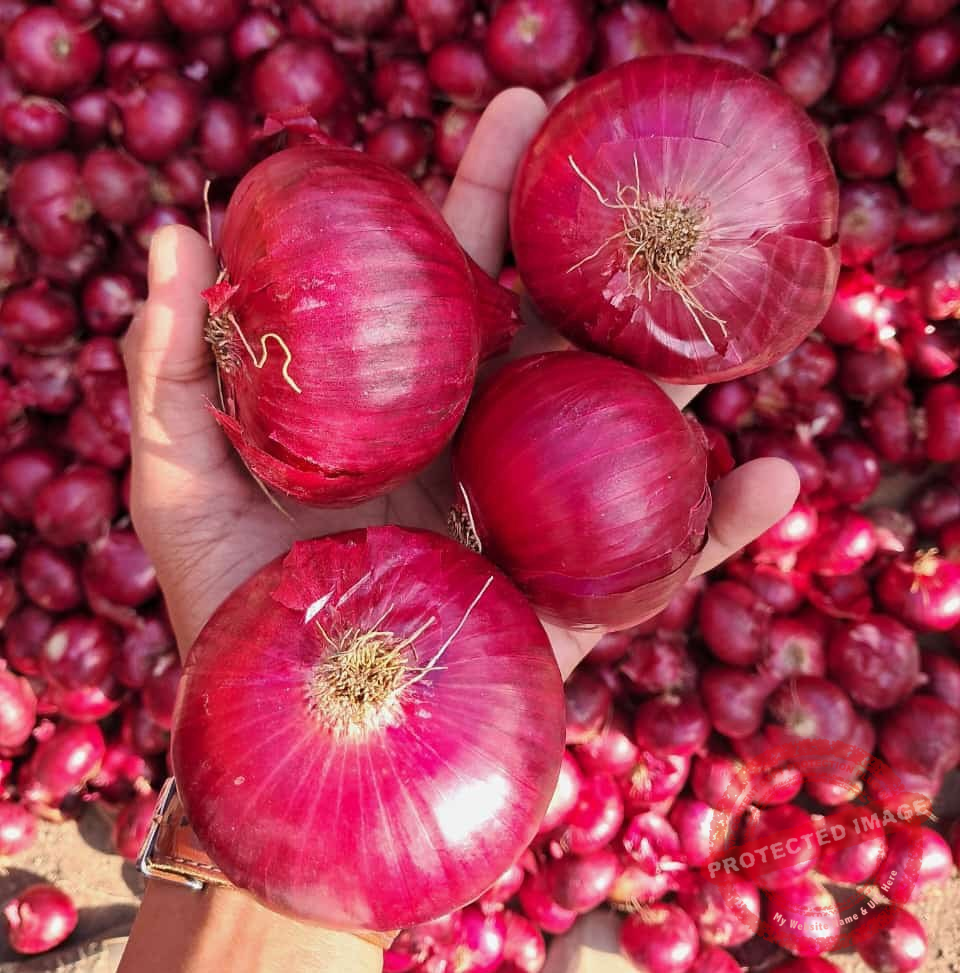 War Fallout Hits Onion Exports