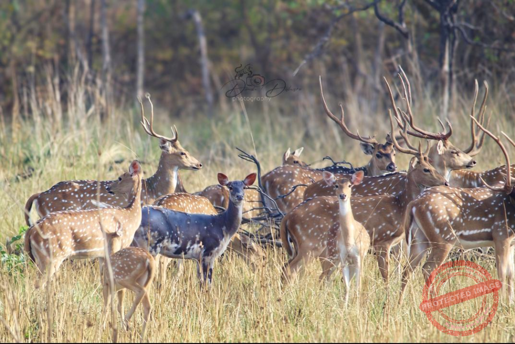 Deer Sighted at Umred-Pauni-Karhandla Sanctuary