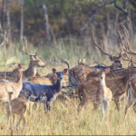 Deer Sighted at Umred-Pauni-Karhandla Sanctuary