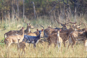 Deer Sighted at Umred-Pauni-Karhandla Sanctuary