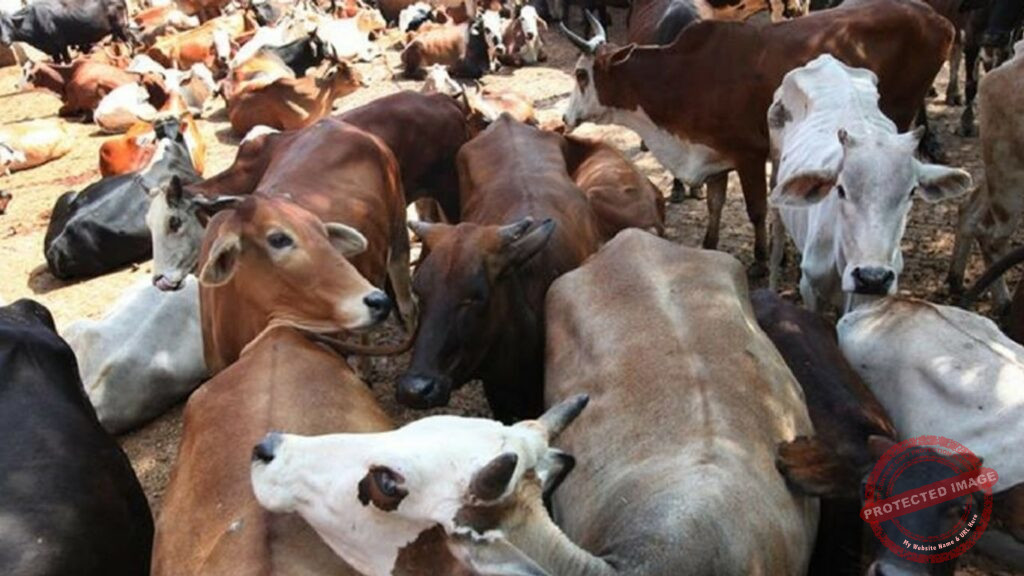 Cattle