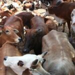 Cattle