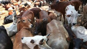 Cattle