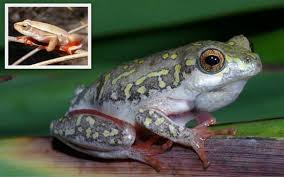 African Frog