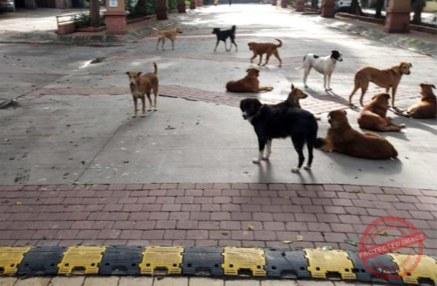 Pisoli Residents Demand Urgent Civic Action Over Stray Dogs