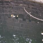 Mass Fish Deaths, Blackened Water Raise Pollution Concerns in Ambegaon Village