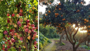 Grow Your Own Peach Tree This Monsoon: A Simple Guide for a Healthy Home Orchard