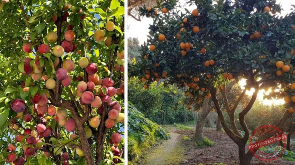 Grow Your Own Peach Tree This Monsoon: A Simple Guide for a Healthy Home Orchard