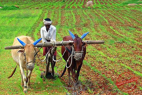 Maharashtra Cabinet Expands Farm Loan Waiver; 13 Lakh More Farmers Eligible for Relief up to ₹2 Lakh