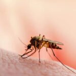 PMC Issues Notices to Four Ward Malaria Officers as Dengue Cases Surge in Pune