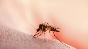 PMC Issues Notices to Four Ward Malaria Officers as Dengue Cases Surge in Pune